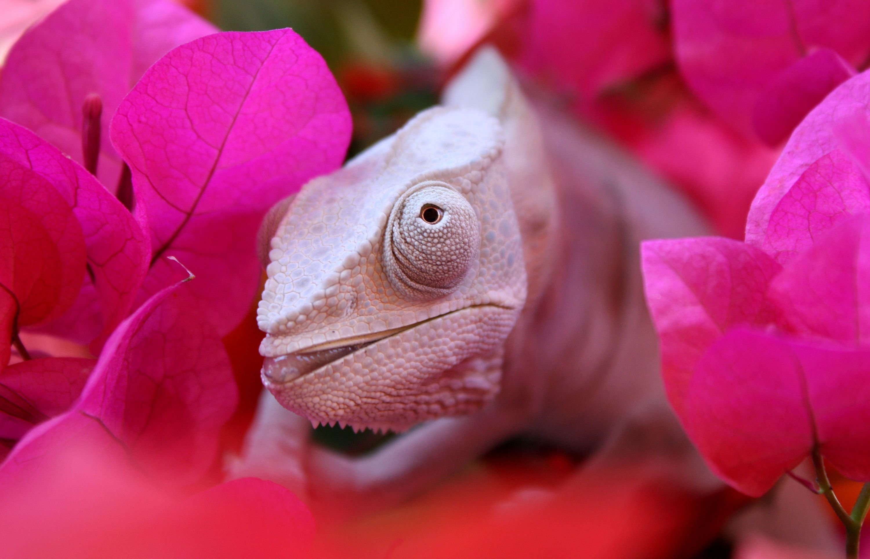 Розовый хамелеон