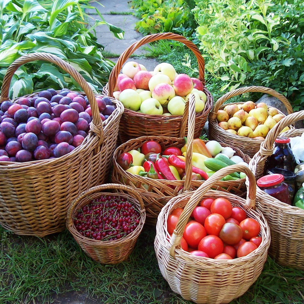 Корзинки с фруктами с огорода. Сад с фруктами. Сбор урожая. Урожай в саду.