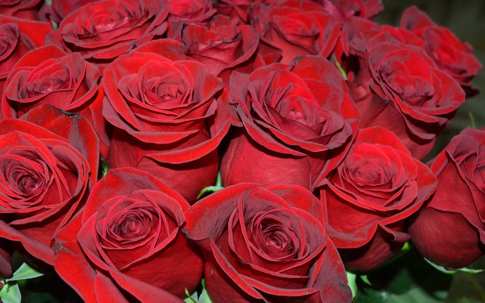 Голландские розы красные. Голландские розы бордовые красные.