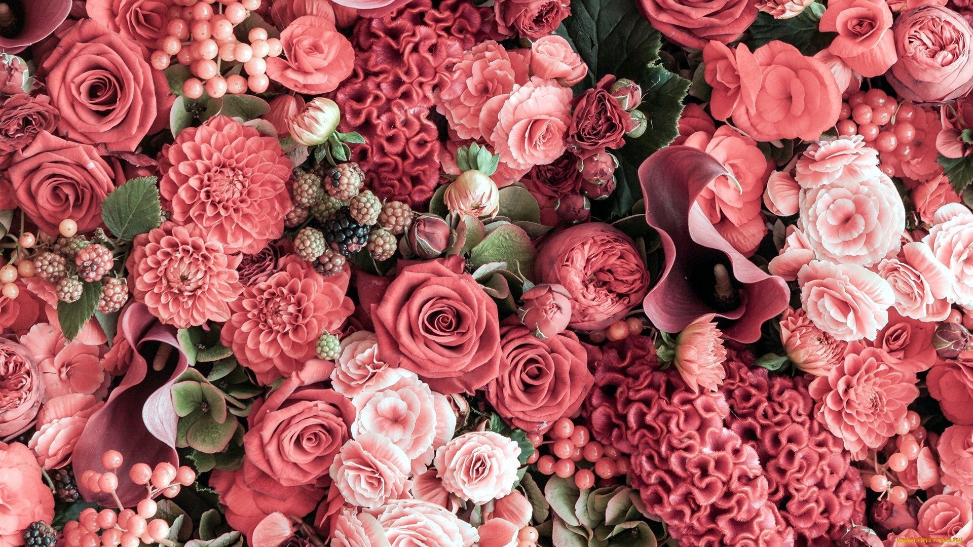 Красивый цветок на фон телефона. Цветочный фон. Розы фон. Красивый фон с розами.