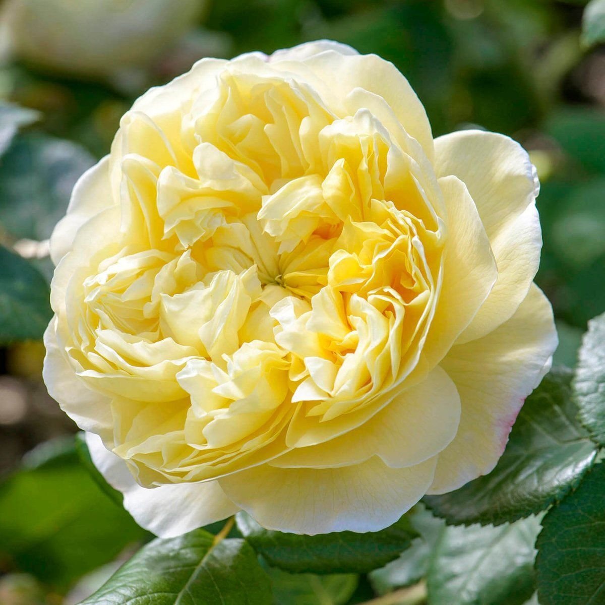 Желтые английские розы. Роза английская Charles Darwin.