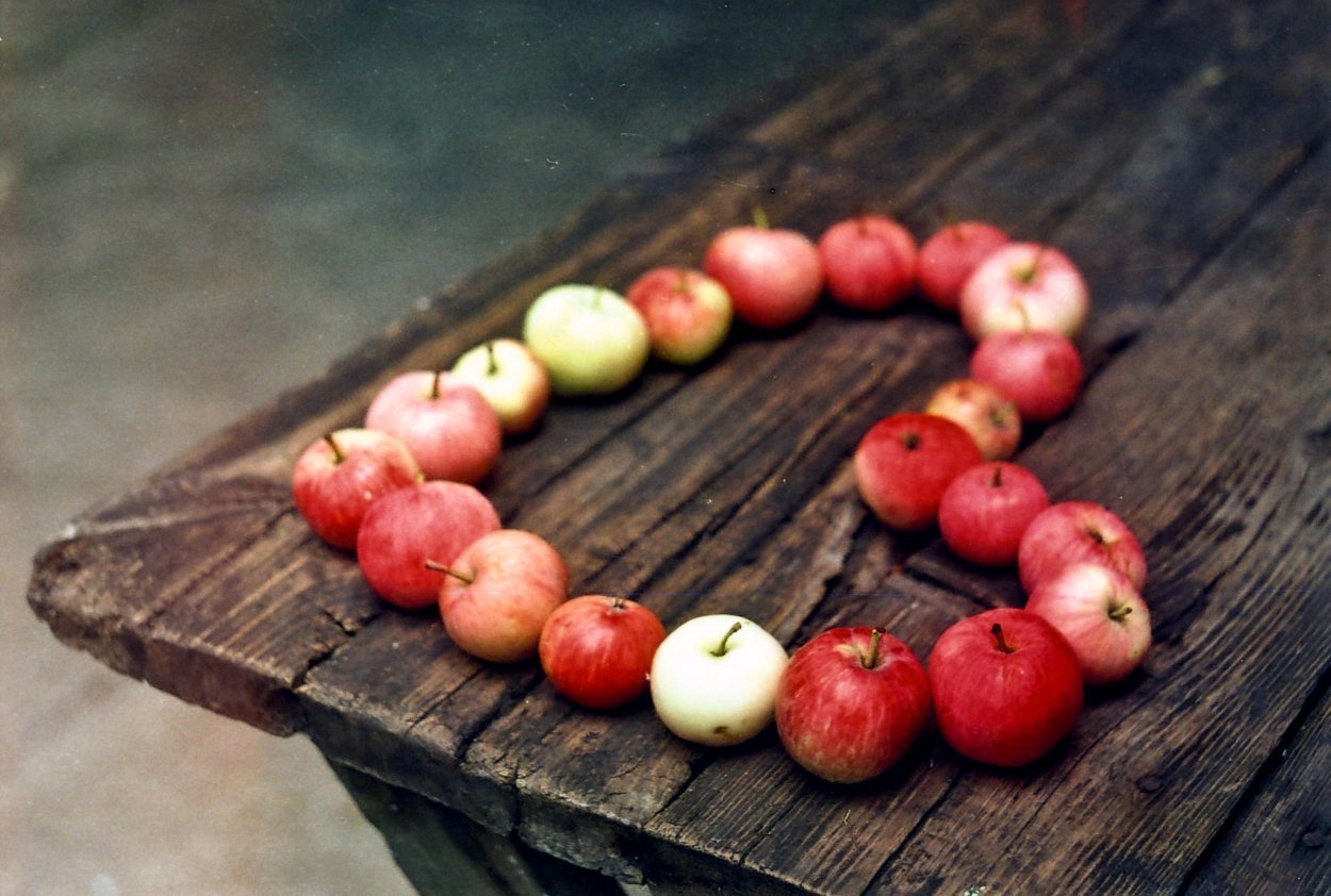 Яблоня любовь. Осень яблоки. Яблоко на столе. Фотосессия с яблоками. Спелые яблоки.