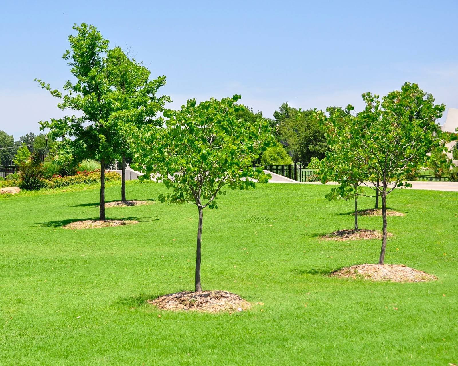 Посадив парке 4 дерева