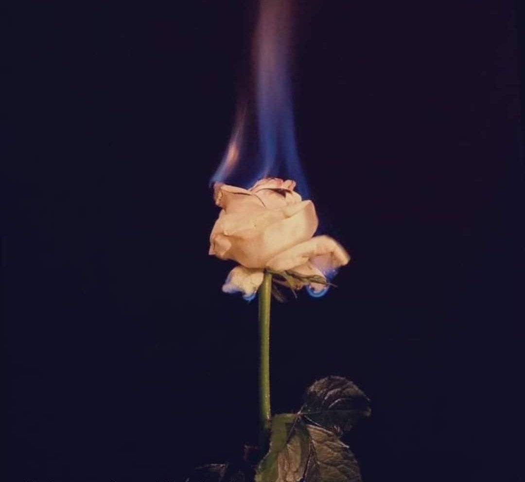 Цветы горят. Горящие цветы. Горящие розы. Цветочный сгорел