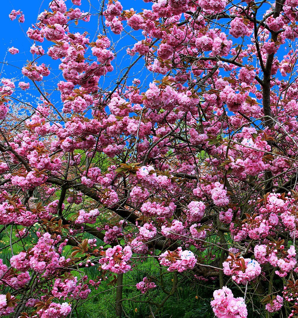 Сад цветущей вишни. Вишневый сад. Вишневый сад с вишнями. Цветущая вишня Чехов. Вишневый сад сад.