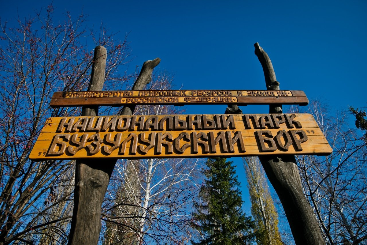 Первый национальный парк был создан. Бузулукский Бор национальный парк. Бузулукский Бор национальный парк Самарская область. Национальные парки Бузулукский Бор. Музей национального парка Бузулукский Бор.