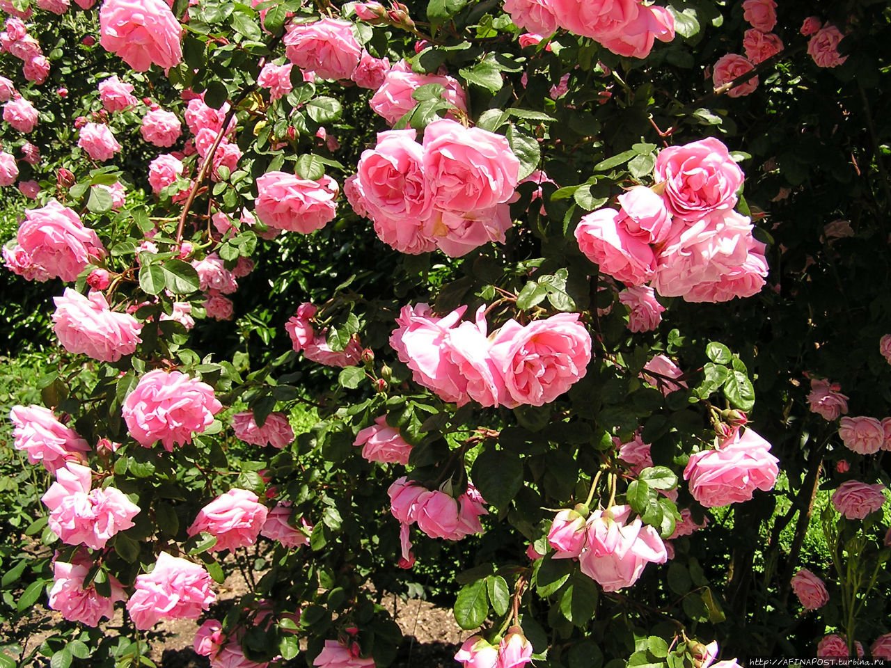 Никитский Ботанический сад розы. Никитский Ботанический сад в Крыму розы. Никитинский Ботанический сад розы. Питомник роз в крыму