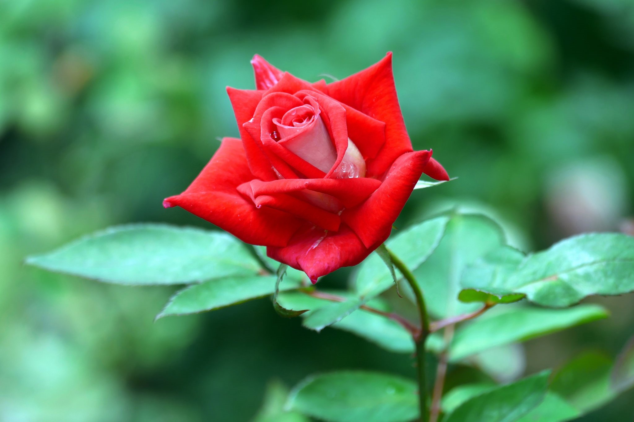 Красный цветок. Красные розы. Светок фото