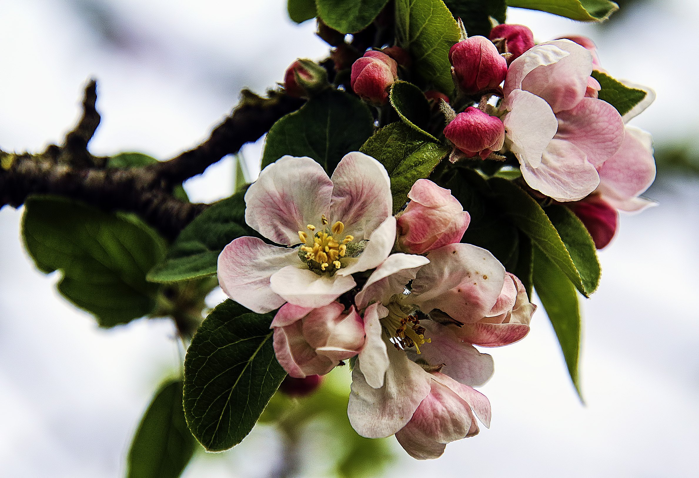 Фиалка яблоневый сад. Цветы яблони. Букет из цветущей яблони. Яблони в цвету Мартынов. Майские выходные на дачном участке цветут яблони.