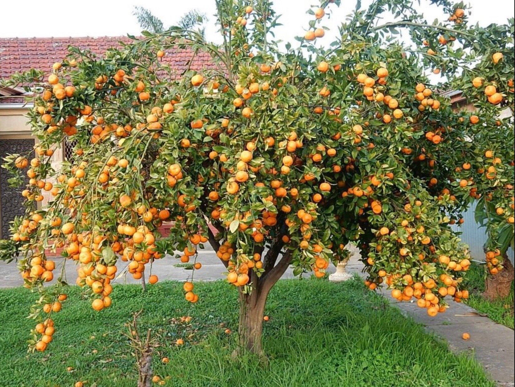 На дереве висят мандарины