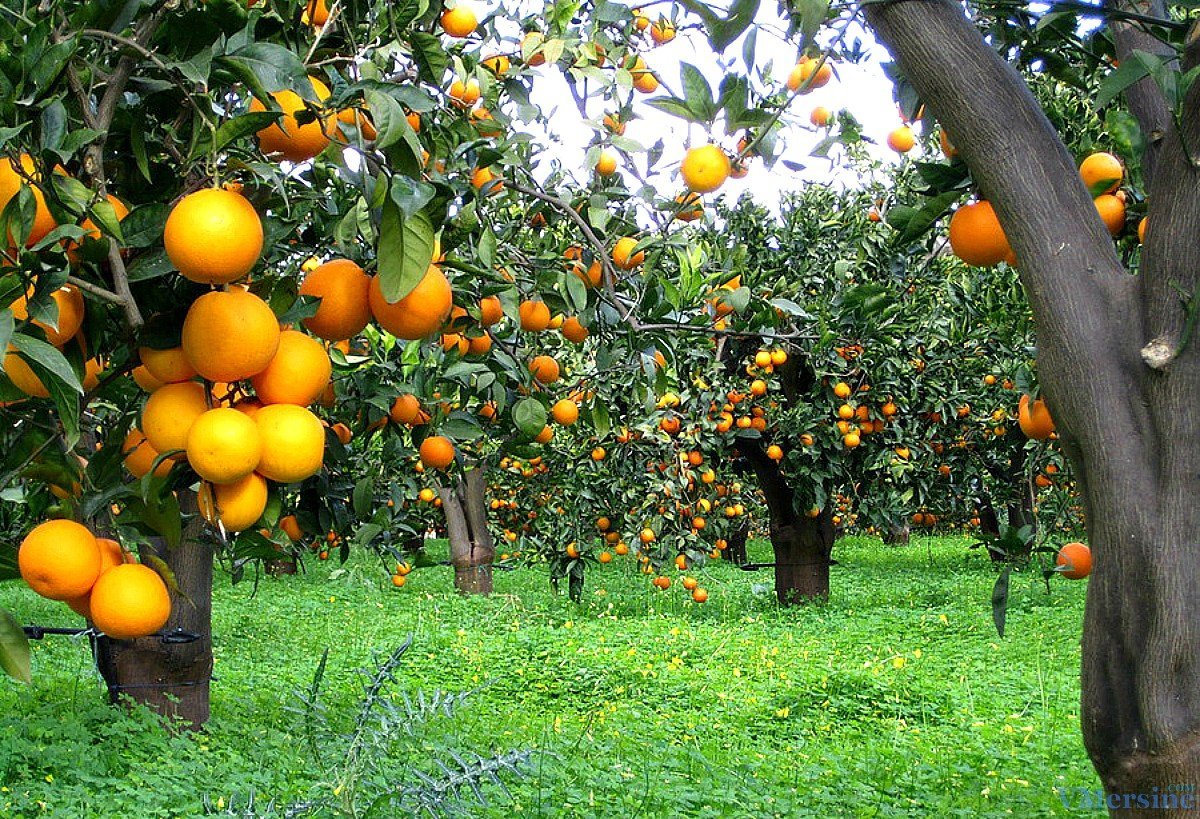 Апельсиновая роща в Кемере. Апельсиновые Рощи в Турции. Абхазия Мандариновая роща. Апельсиновые плантации в Турции. В саду растут фруктовые деревья