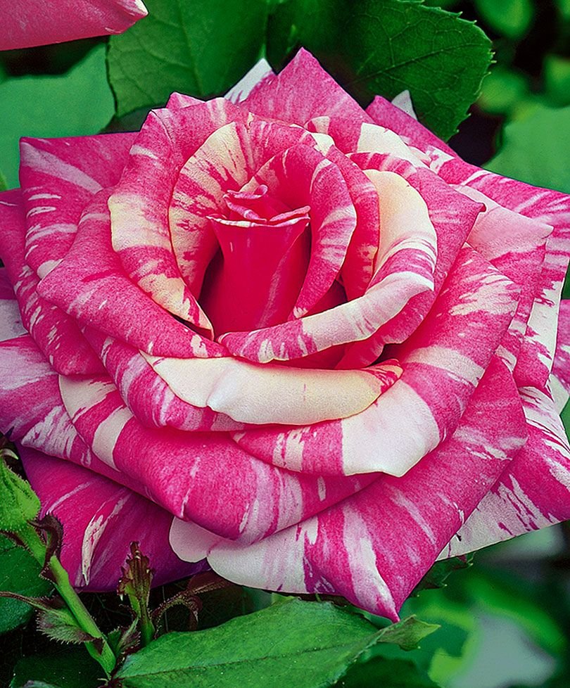 Чайно-гибридные розы полосатый тигр. Красивые названия роз
