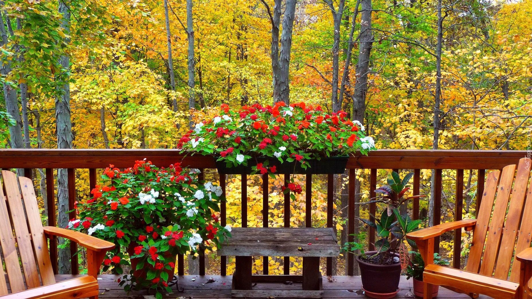 Осень в саду. Осенний сад с беседкой. Веранда в осеннем саду. Вид с балкона на сад. Осенняя терраса