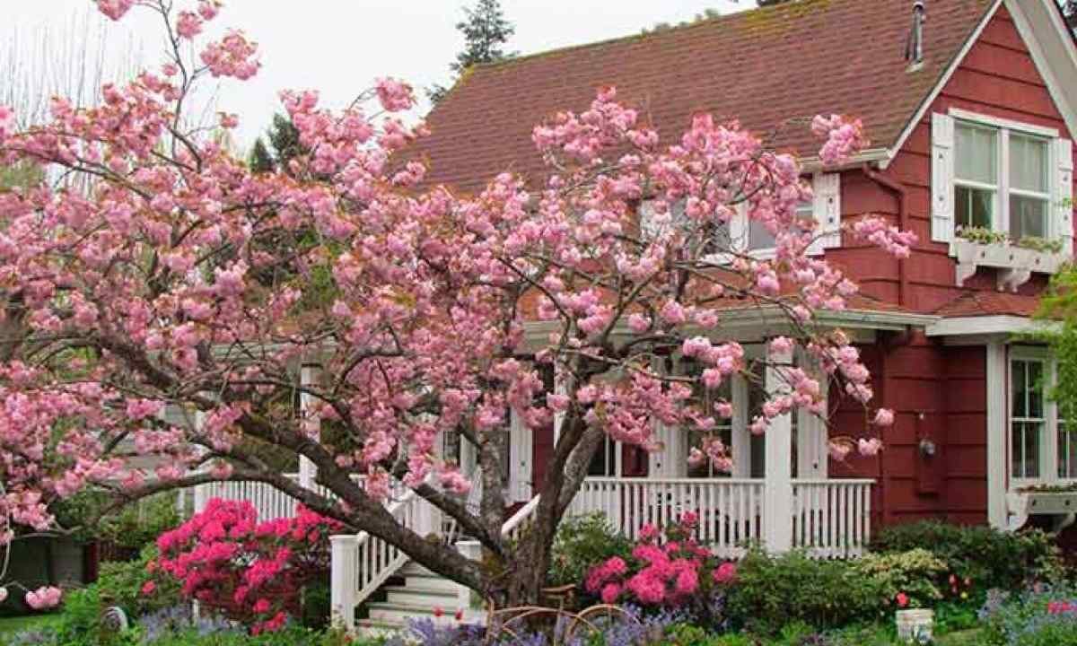 Яблонька дача. Яблоня декоративная Адирондак. Яблоня Макамик. Яблоневый сад вишневый сад. Цветущий сад и дом.
