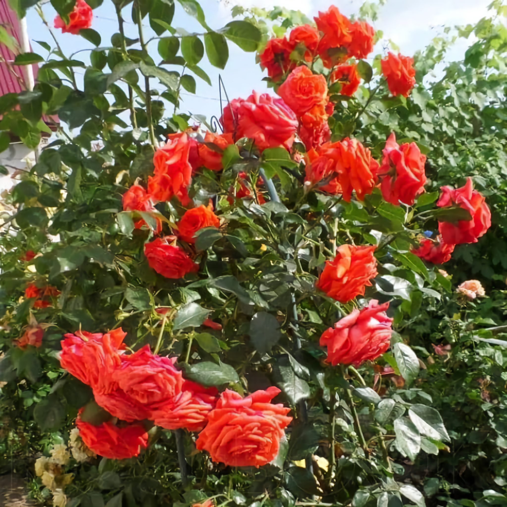 Сорт плетистой розы Салита.