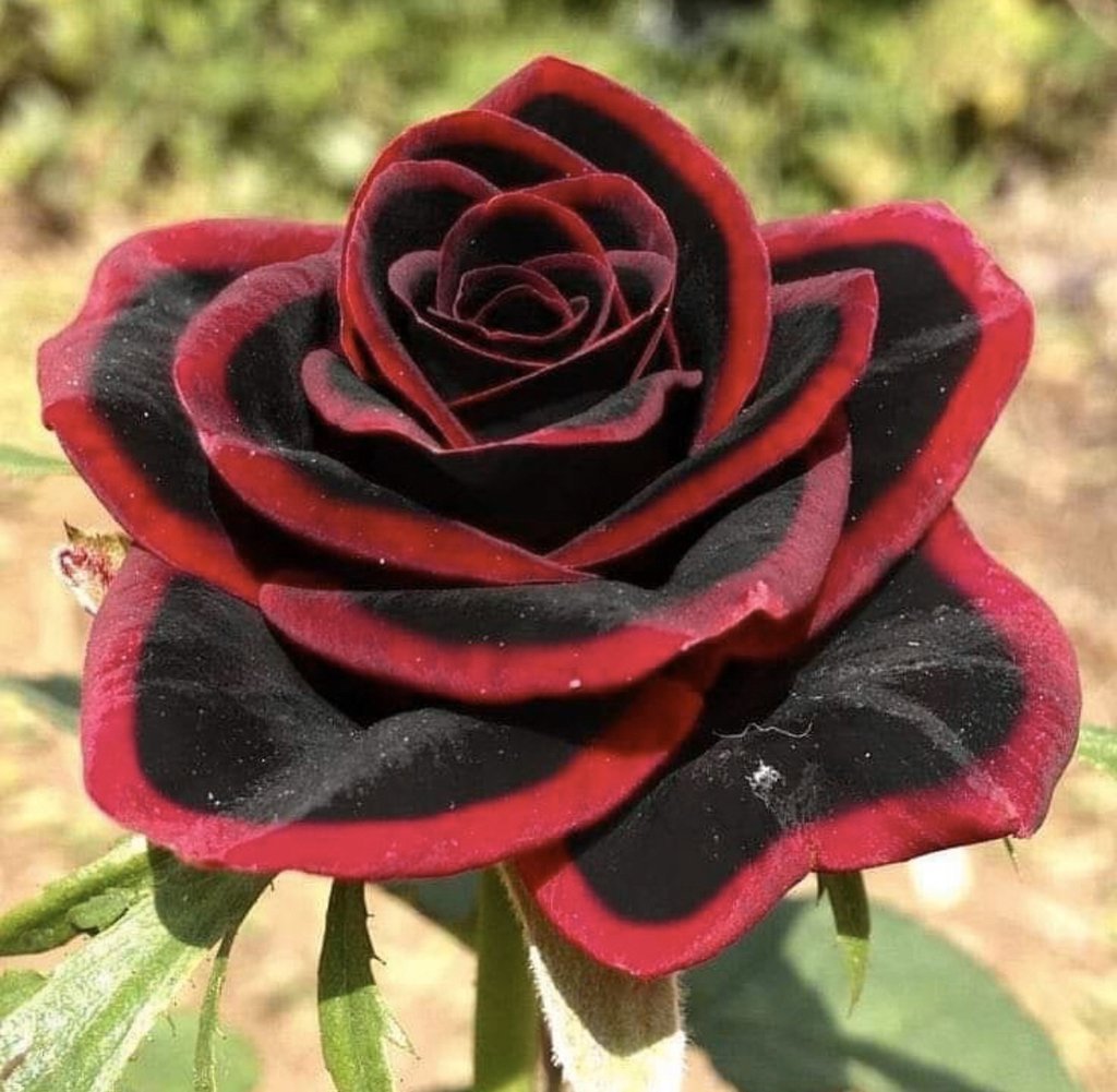 Необычные картинки роз