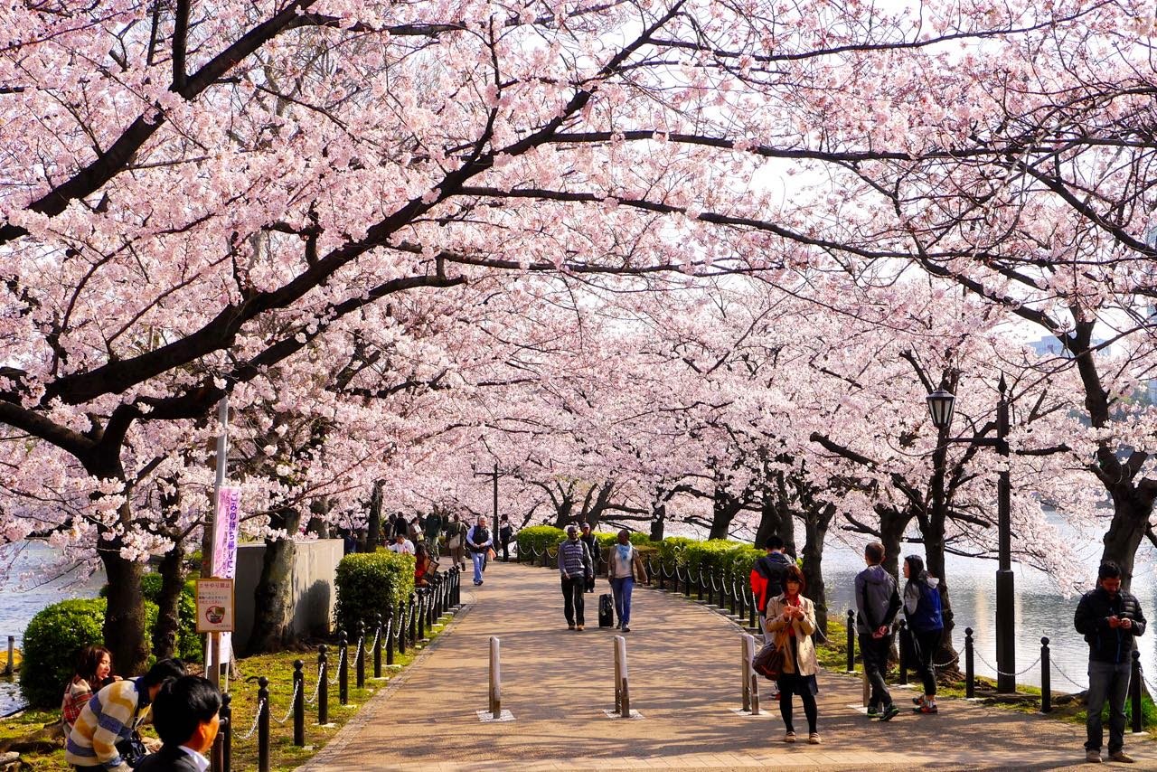 Ханами парк Уэно. Ханами в Токио – парк Уэно. Синдзюку-гёэн Ханами. Фестиваль цветения Сакуры «Ханами». Парка хана