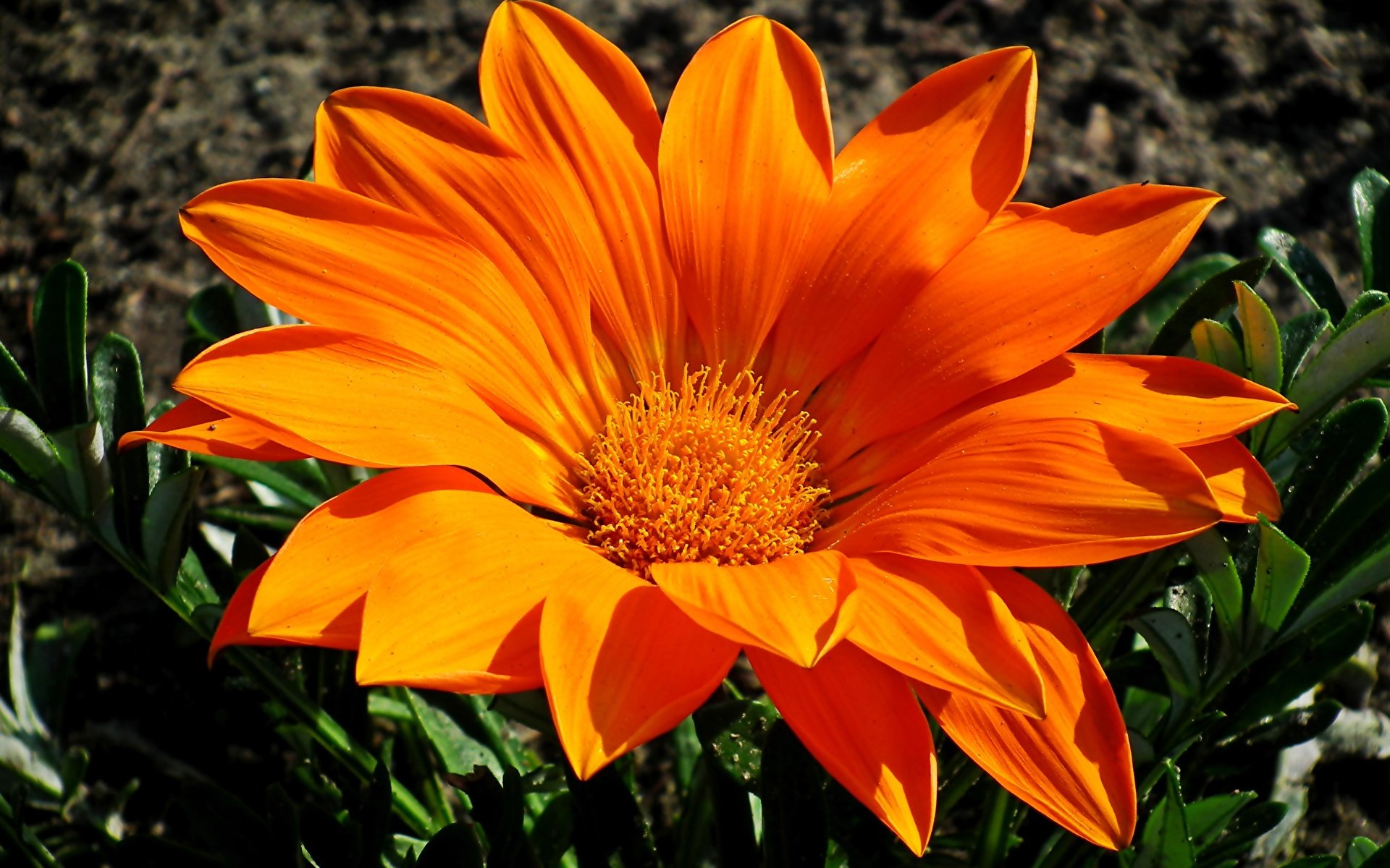Цветы оранжевого цвета названия и фото. Оранжевый цветок газания. Гацания Кисс оранж. Гацания оранжевая. Газания бунга.