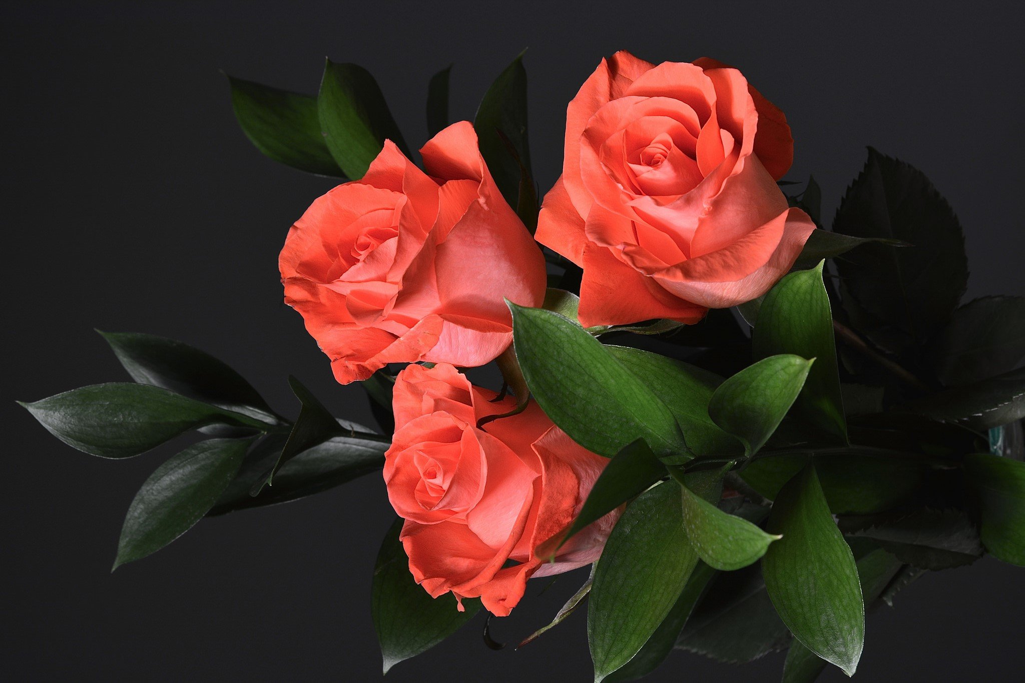 Замечательные розы. Красивые розы. Букет роз на темном фоне. Красивый букет роз. Самые красивые розы.