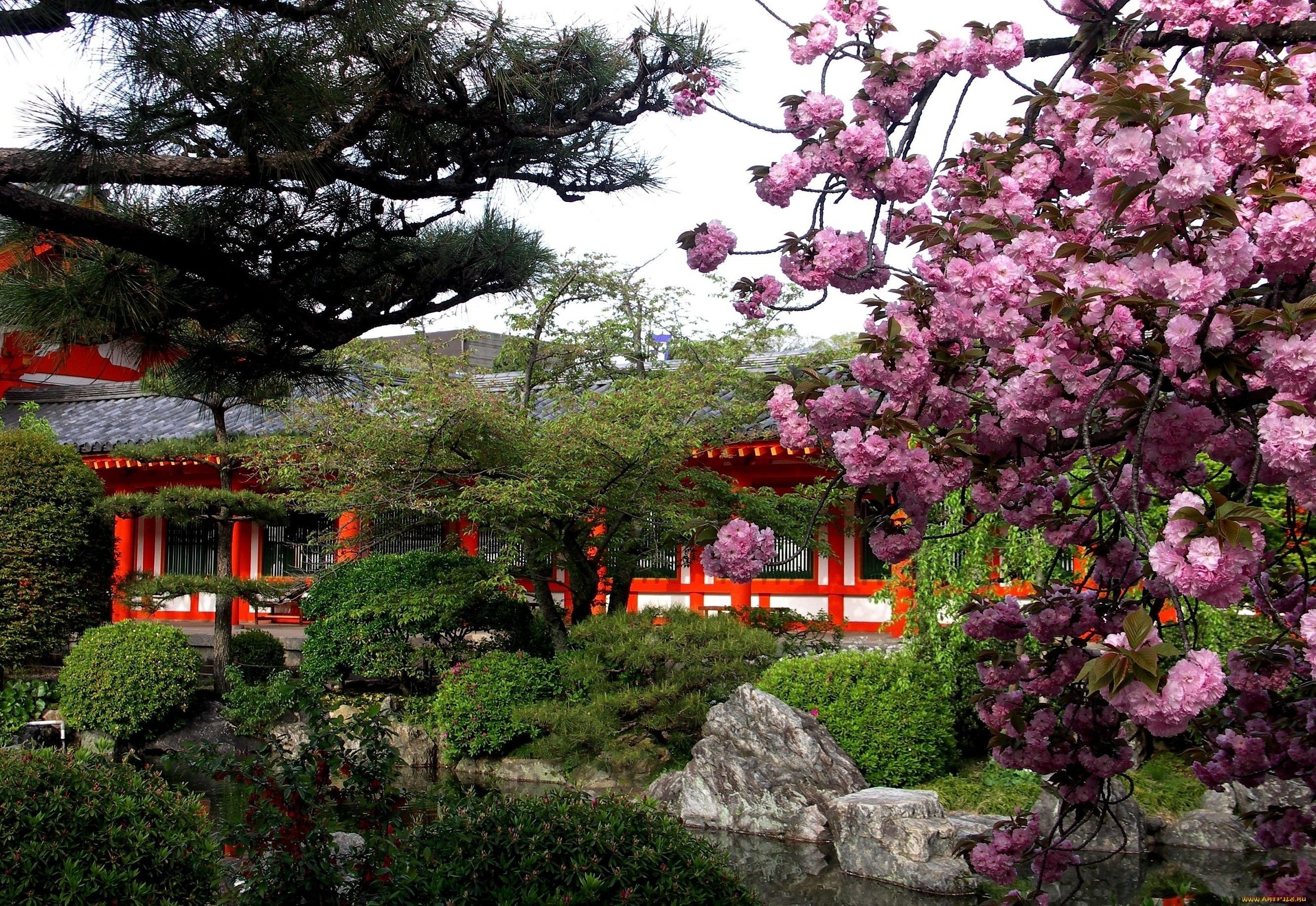 Сад цветущей сакуры. Парк Киото Япония. Сады Киото Япония. Японский сад цветение Сакуры. Киото Сакура.