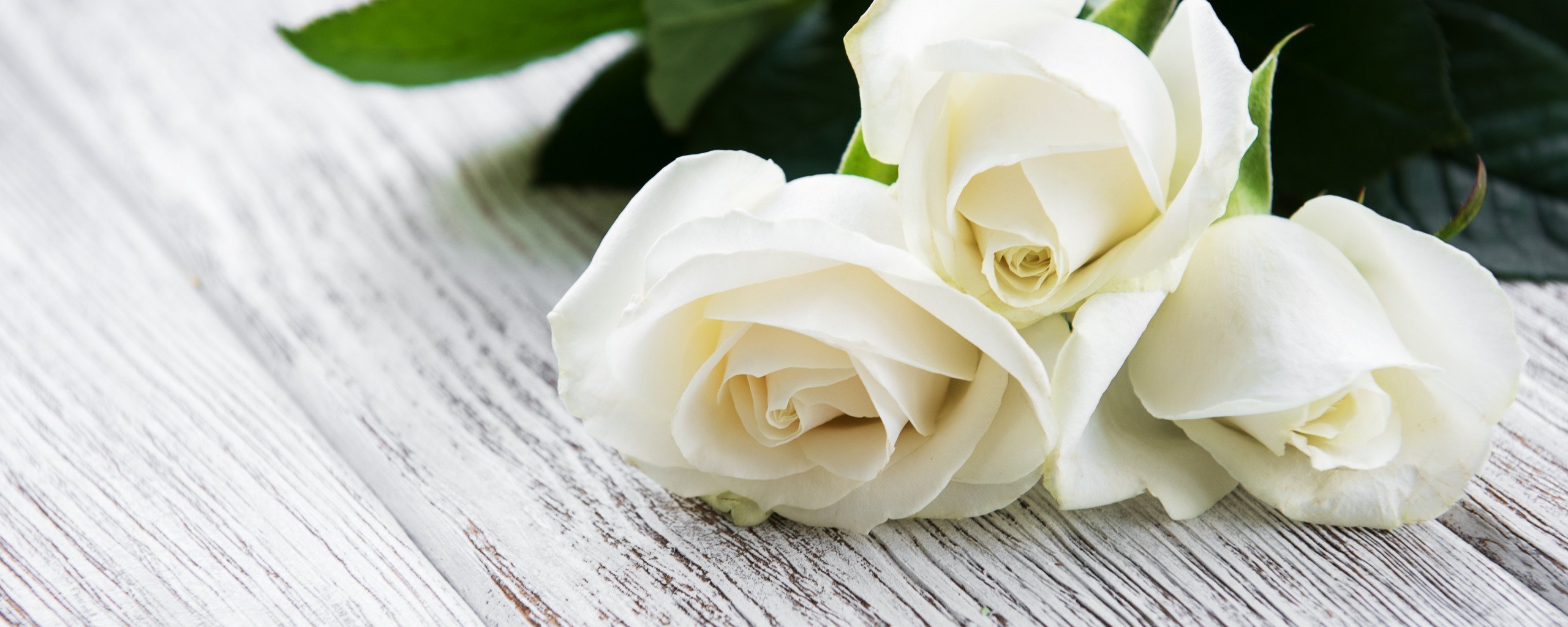 Воскресно белый. Белые цветы. Цветы белые розы. Красивые белые цветы. Розы светлые.