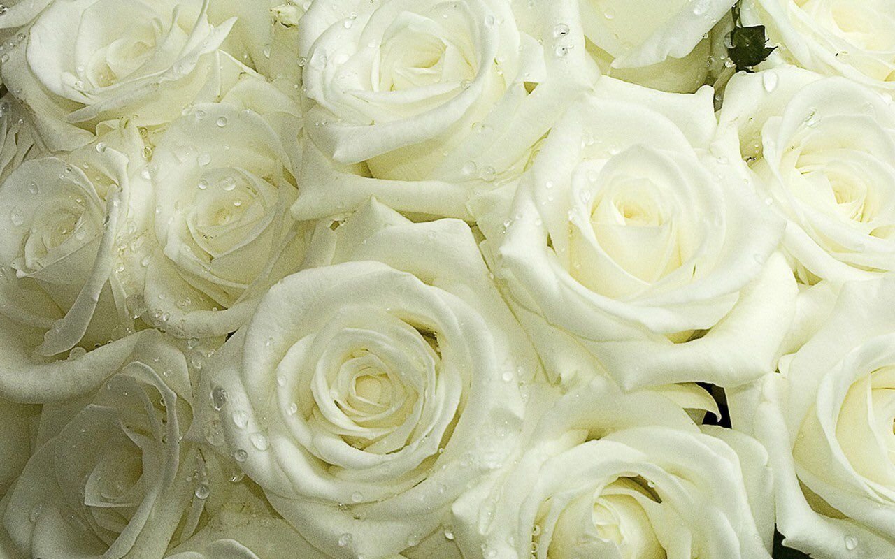 Белые розы версия. Белые розы.