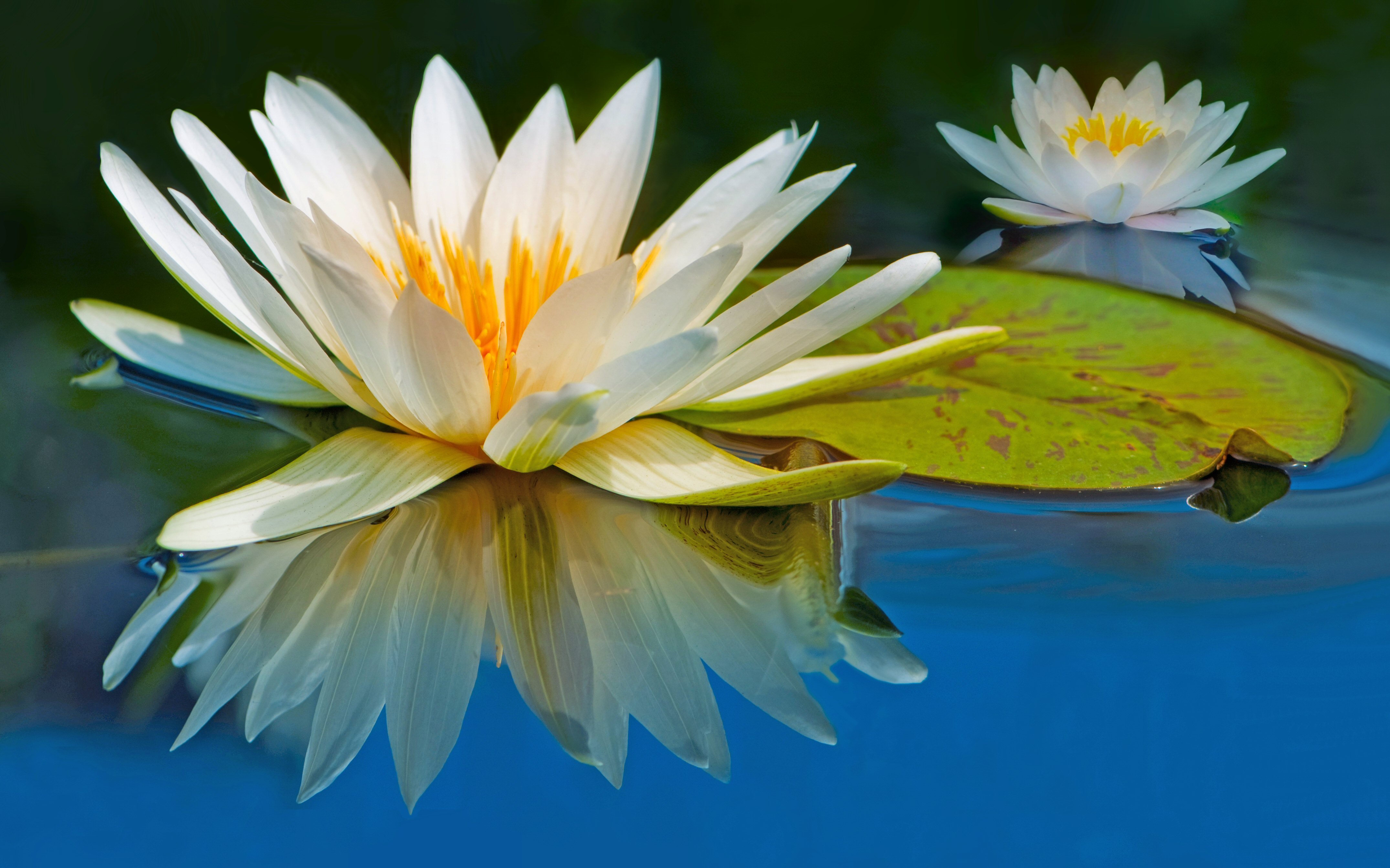 Кувшинка белая водяная Лилия. Лилия Лотус спринг. Лотус растение кувшинка. Лотос кувшинка водяная Лилия.