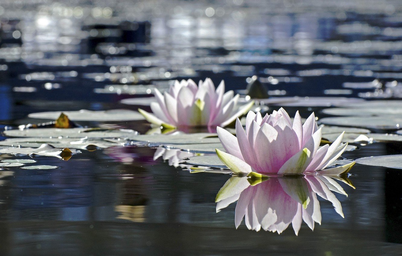 Цветы отражение в воде. Лотос цветок на воде. Водяные лилии. Лилии на воде. Сцены с лотосами на воде