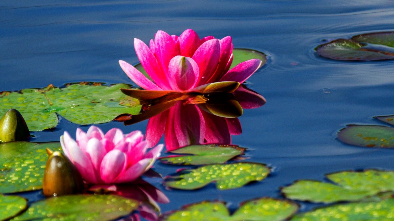 Вода цветы красиво. Кувшинки Лотос цветы лотоса. Нимфея водяная Лилия сиреневая. Нимфея Гарден. Нимфея розовая.