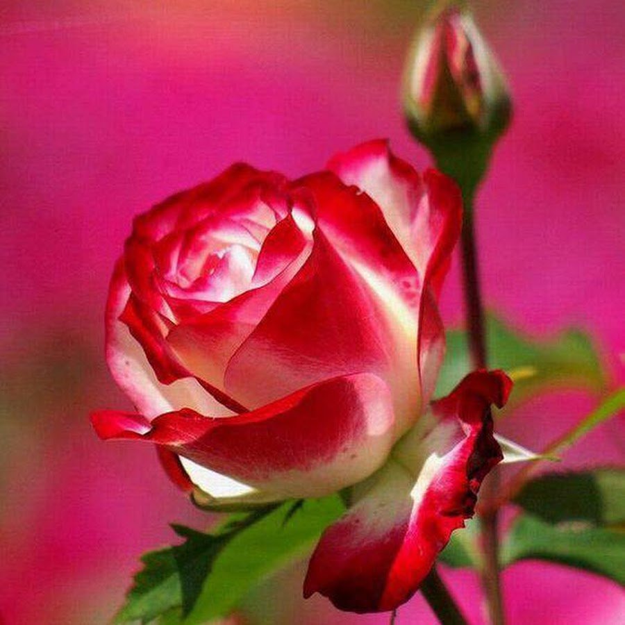 Розочки любимые. Чудесные розы. Розовые розы. Самые красивые розы. Открытки с розами.