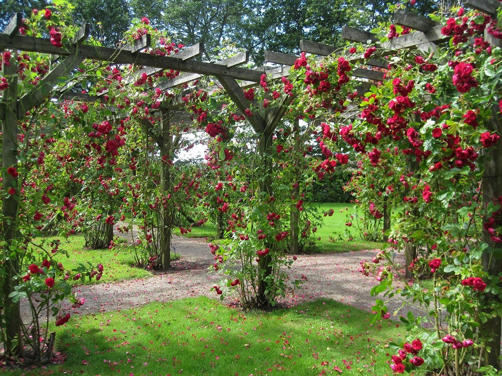 Яблоневый сад дома. Плетистые розы Берсо. Пергола Берсо.