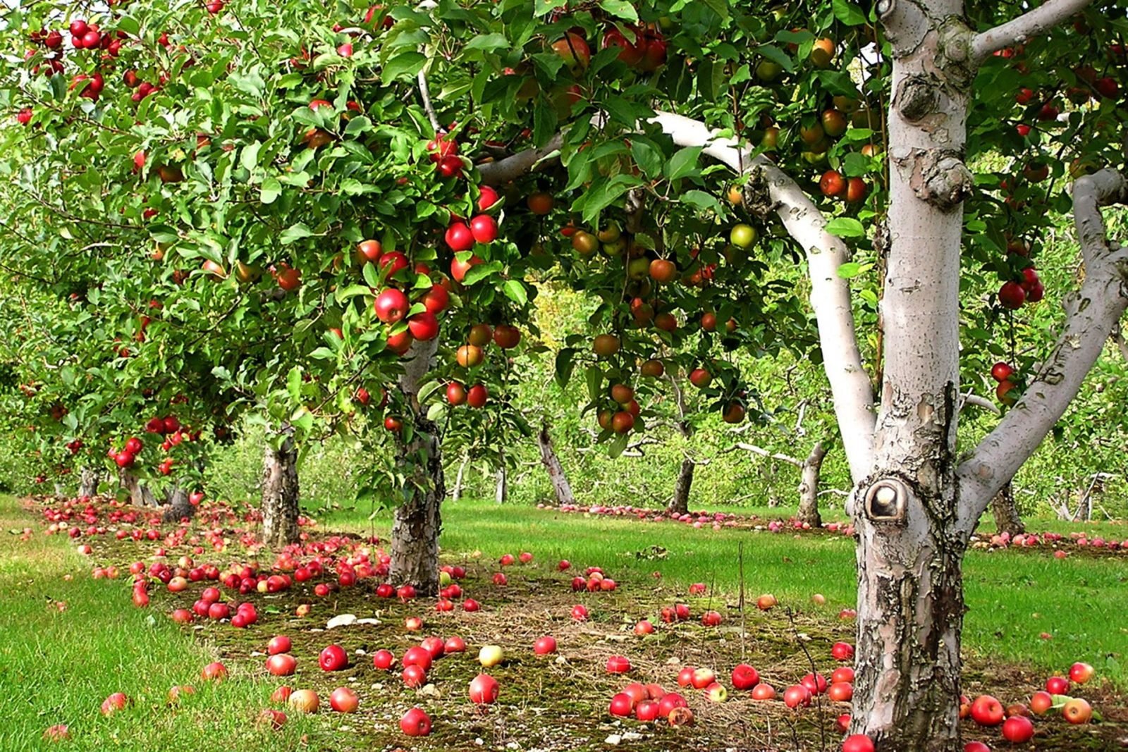 В саду где растут яблоки. Яблоня Аркадик. Яблоня Аркадик дерево. Яблоня Аркадик дерево полукарлик. Яблоня Эмпайр.