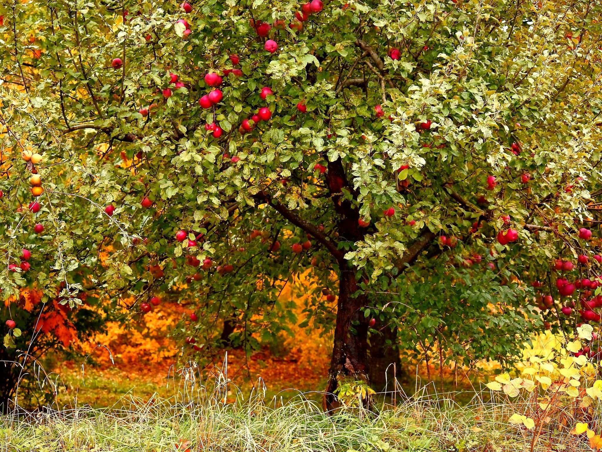Осенний сад яблоки. Осенний сад. Фруктовые деревья для сада. Осенний Яблоневый сад. Яблоня осенью.