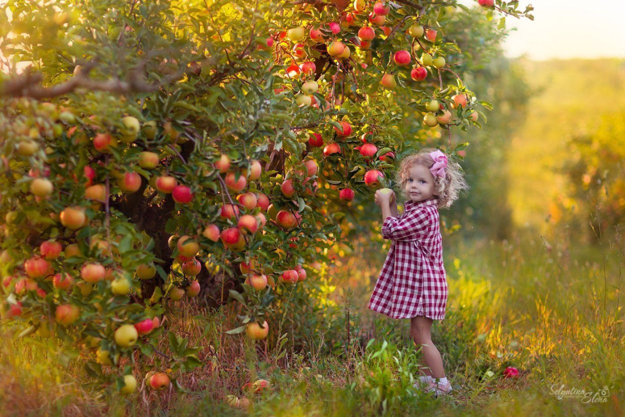 Яблоки в саду. Яблоневый сад. Девочка в саду. Фотосессия в яблочном саду.