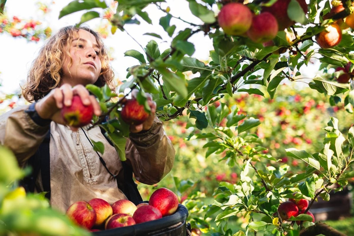Яблоки в саду. Яблоневый сад. Сбор яблок. Человек собирает яблоки. Флера яблоки