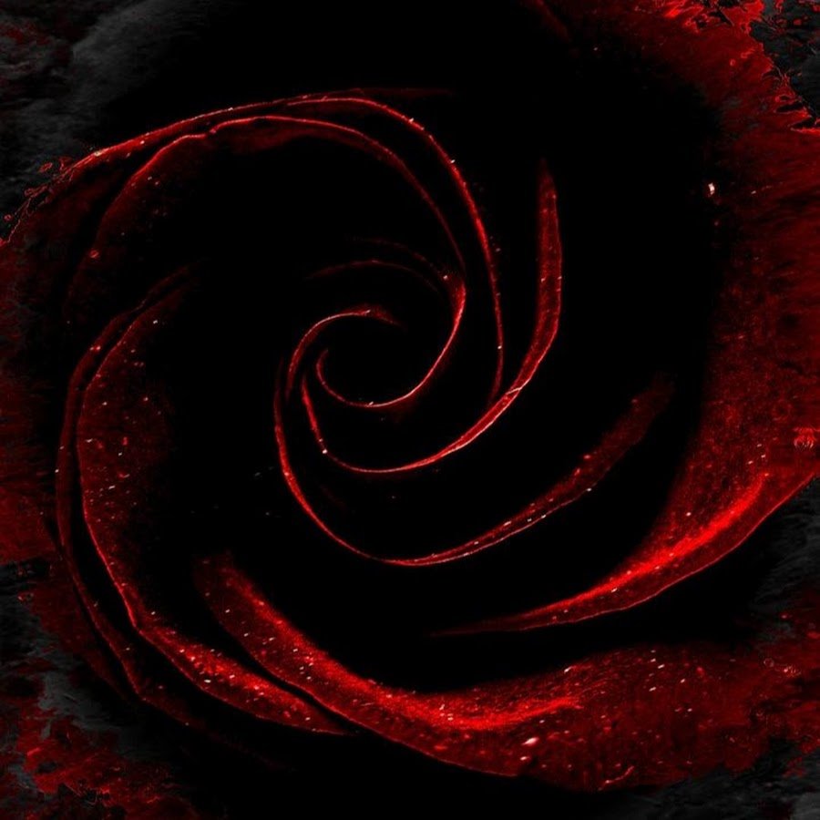 Красно черные фотографии. Блэк Роуз ред Роуз. Красное и черное. Темные розы.