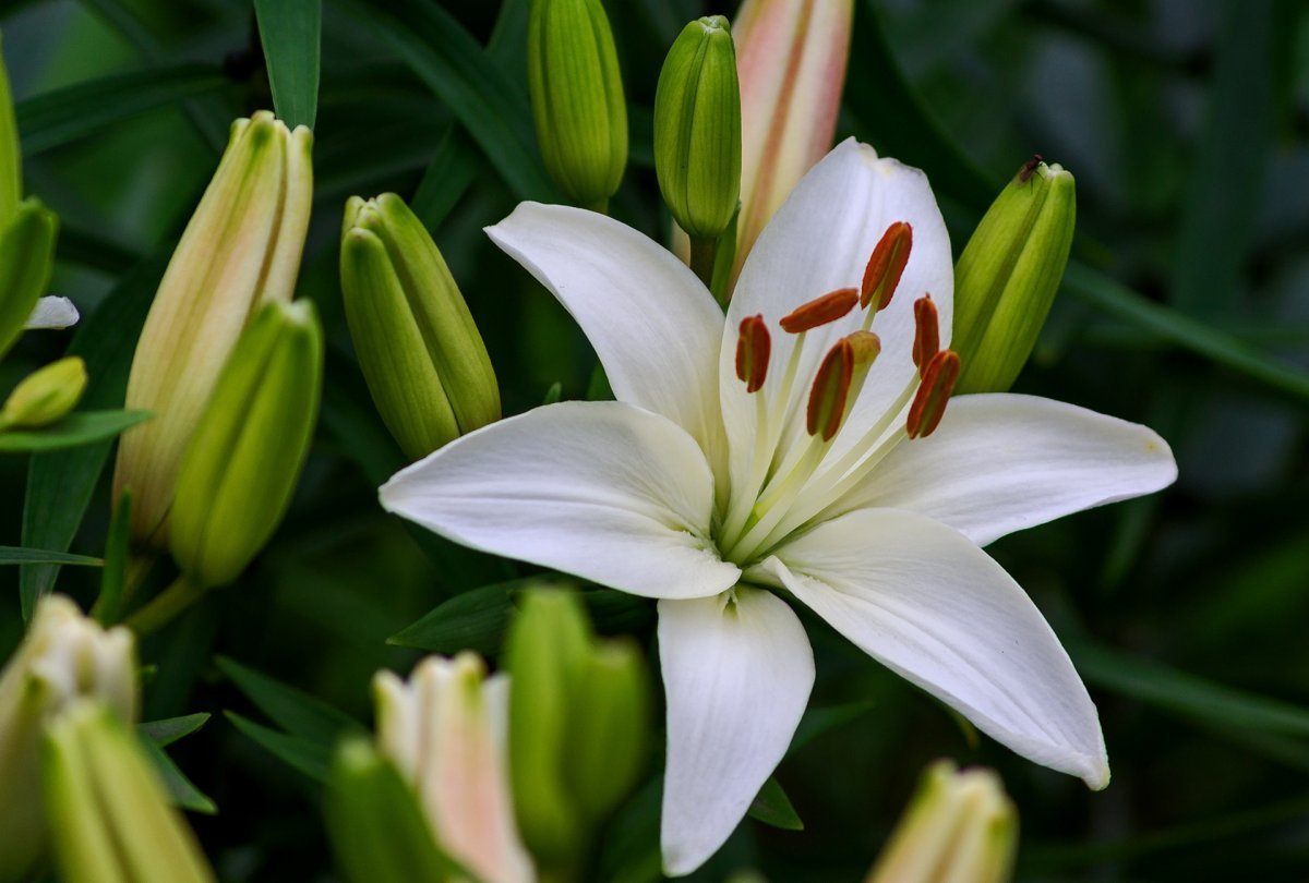 Какие лилии пахнут. Лилия Мозелле (ла-гибрид). Лилии Аполло. Белая Лилия цветок.
