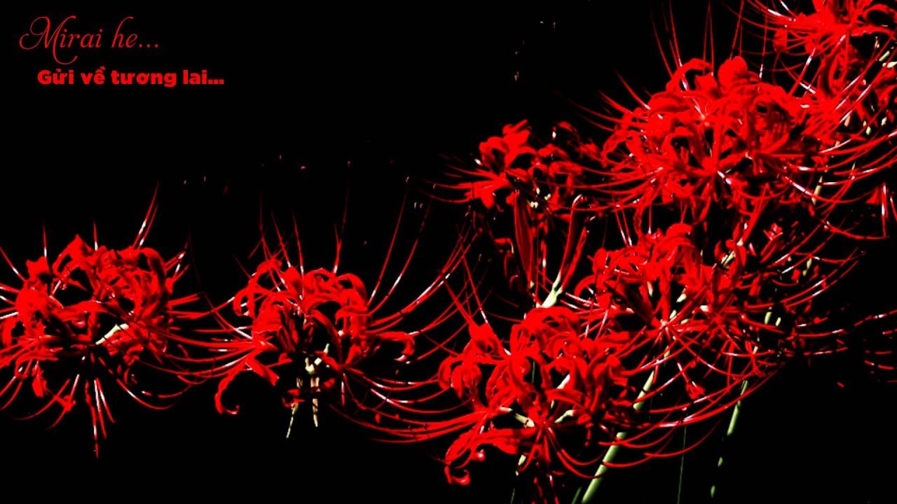 Красные цветы игры. Хиганбана ликорис. Токийский ликорис. Хиганбана ликорис цветок. Ликорис Лучистый гуль.