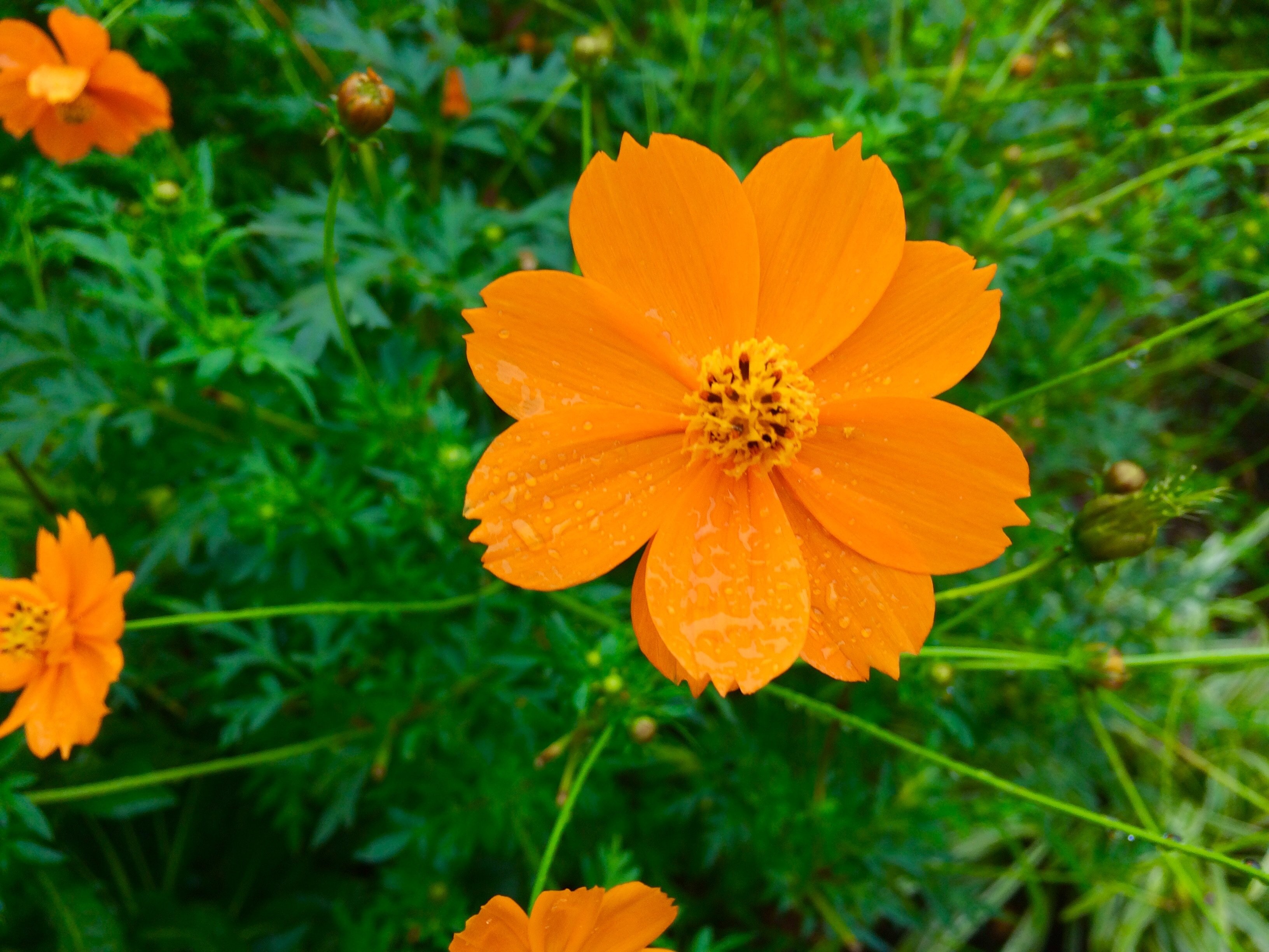 Космея кореопсис. Маточник цветок оранжевый. Космея оранжевая листья. Оранжевые многолетние цветы. Цветок длинный оранжевый