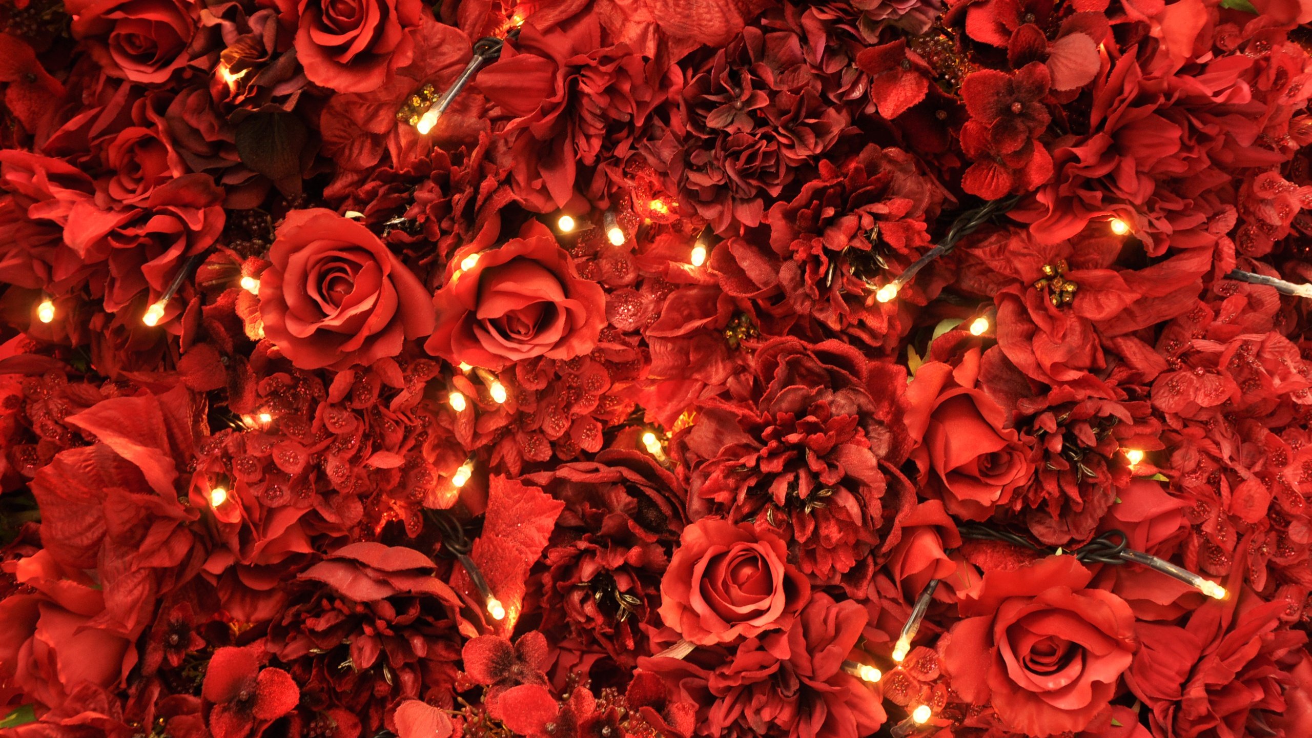 Красный цветок. Красивый красный. Розы фон. Красные розы.