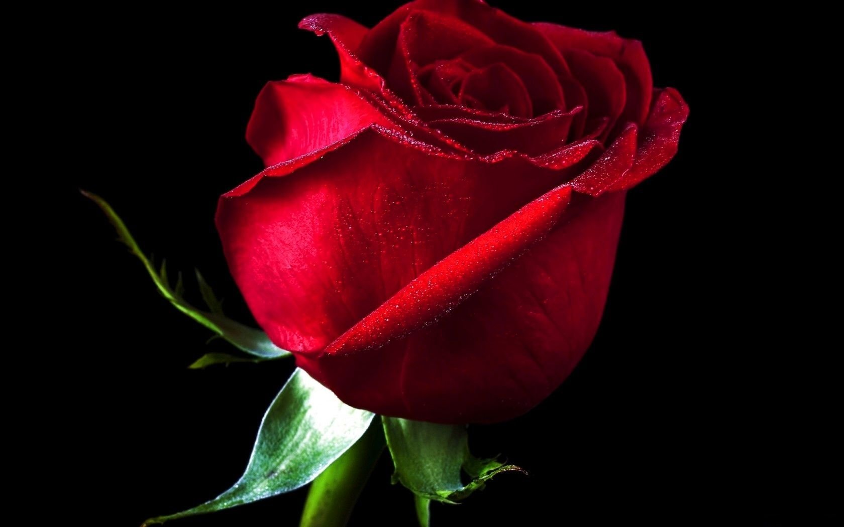 Gul yuzim. Красные розы. Цветы розы красные. Красивые розы на черном фоне. Красные розы на темном фоне.