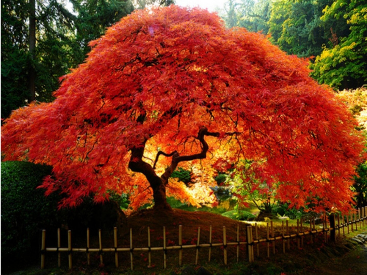 Красивое красное дерево. Японский клен Гиннала. Клен Гиннала дерево. Клен Гиннала ниваки. Клен Гиннала бонсай.