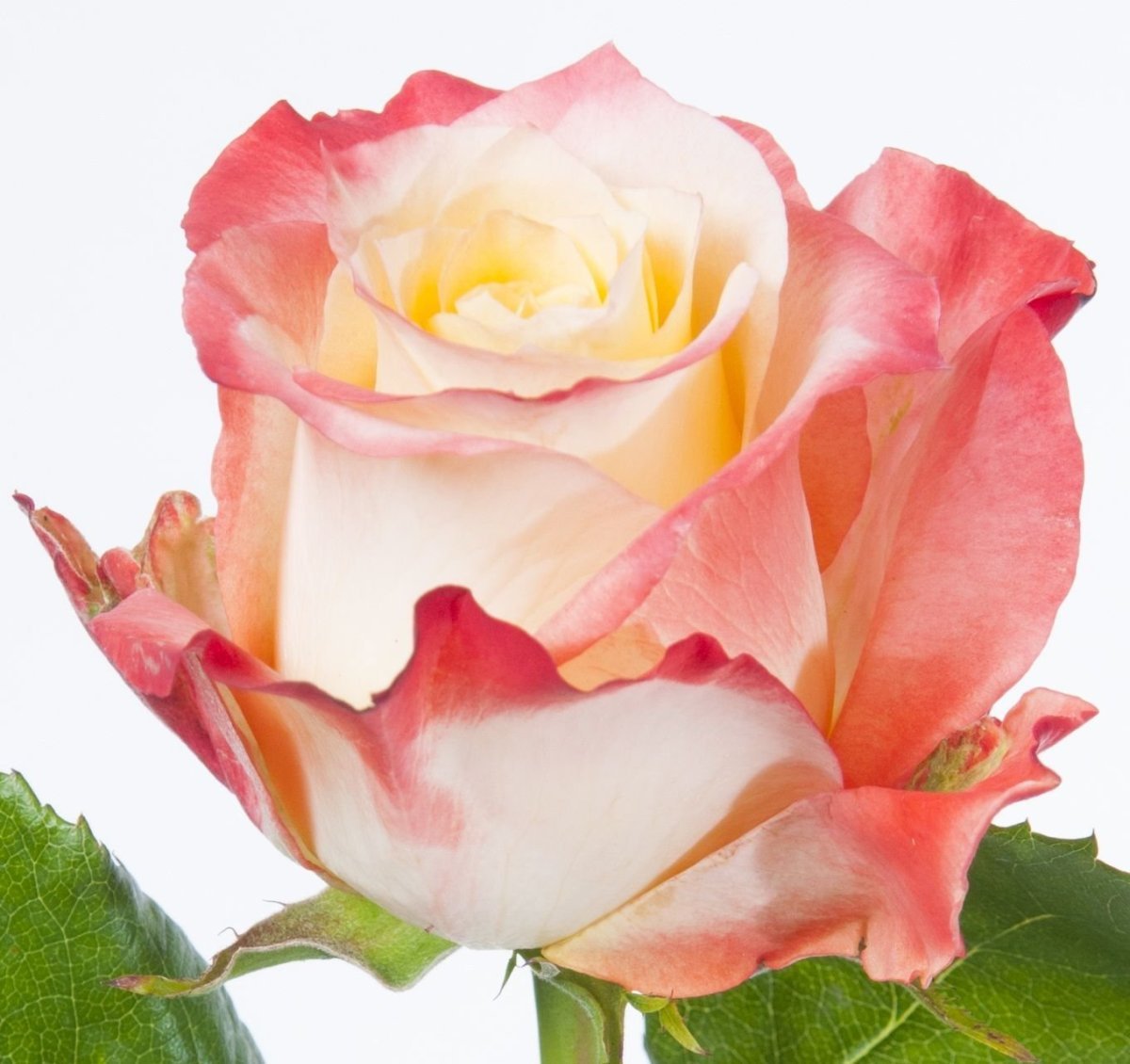 Розы сорта Кабарет. Кабаре розовая