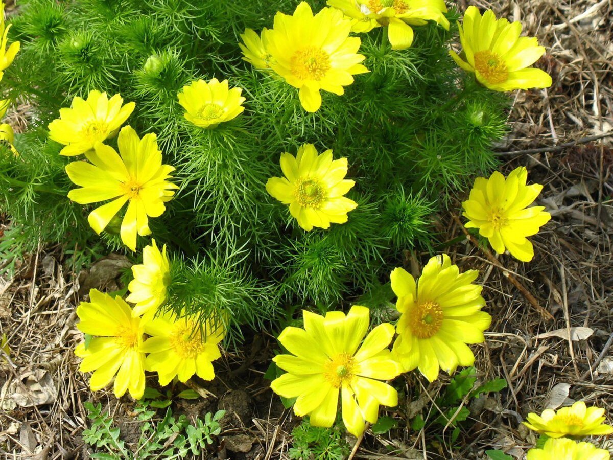 Желтые цветы многолетники фото и названия. Адонис весенний горицвет. Адонис весенний (Adonis vernalis). Адонис весенний (горицвет весенний). Адонис весенний (Стародубка, горицвет).