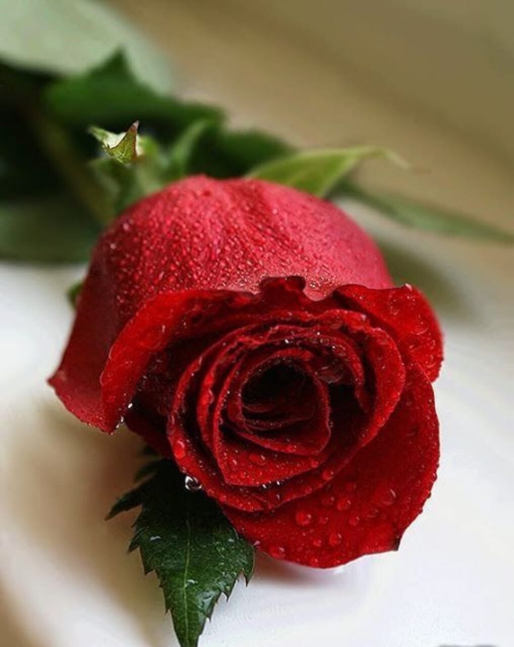 Розочки любимые. Самые красивые розы. Красивая Розочка. Цветы для любимой женщины. Розы для тебя.