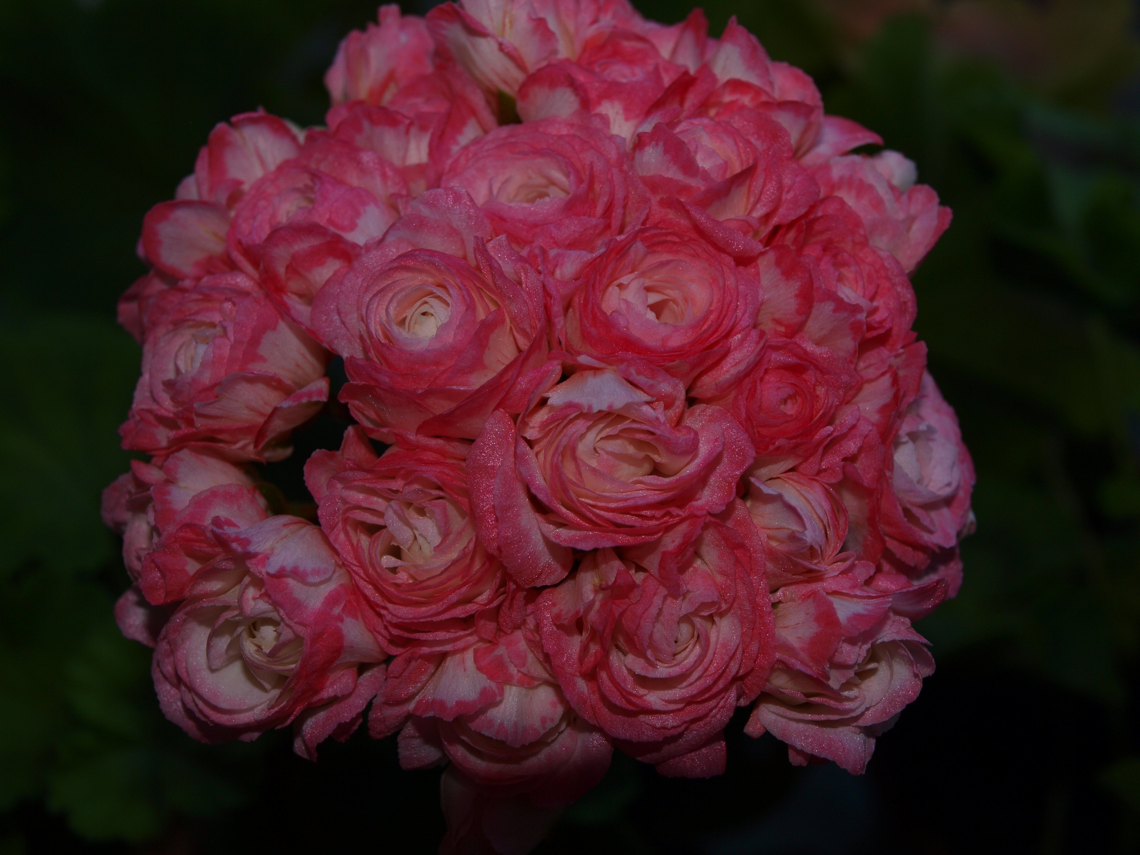 Пеларгония Grainger's Antique Rose. Grangers Antique Rose пеларгония. Герань розочками