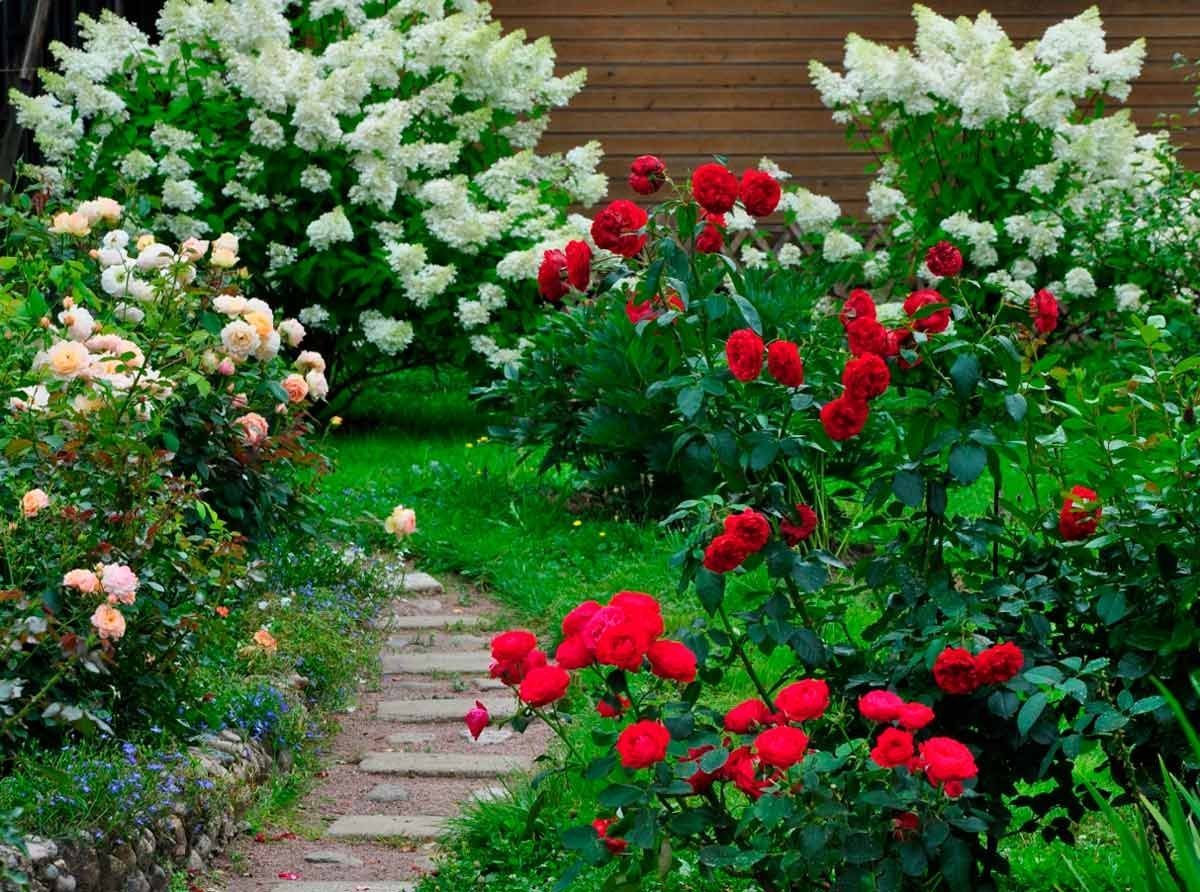 В цветнике растут только пионы и розы. Миксбордер с пионами и розами.