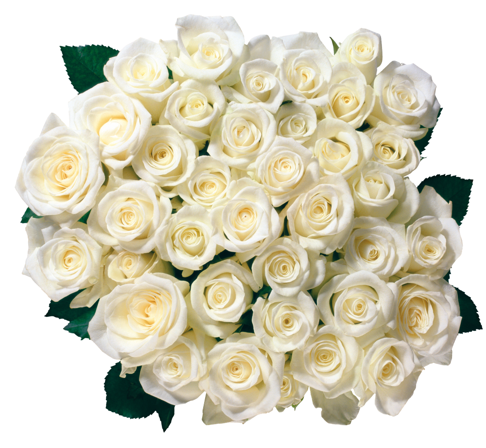 Букет белых роз. Шикарный букет белых роз. Белыеозы. Белые розы оттенки