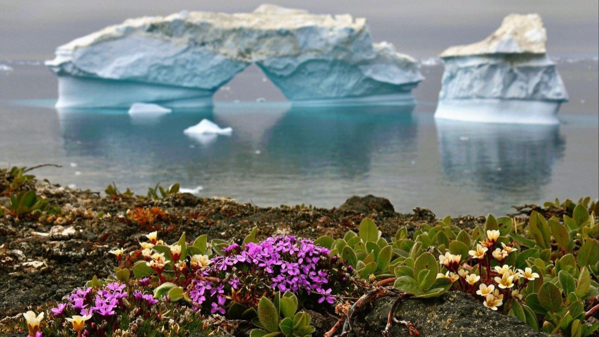 Растения в антарктических пустынях. Колобантус в Антарктиде. Антарктический Луговик в Антарктиде.