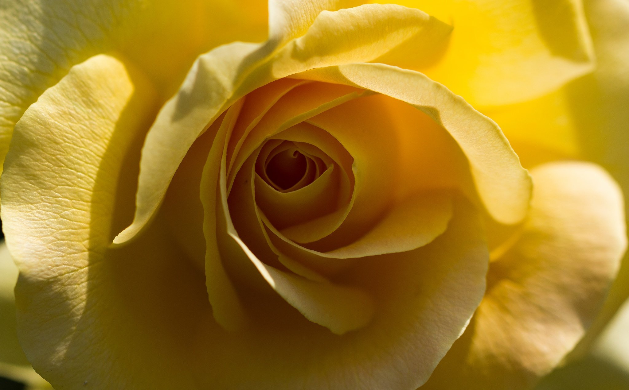Желто розовая картинка. Желтые розы.